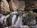 Iguana  Chichen Itza  Mexico
