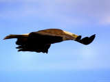 Eagle in Flight