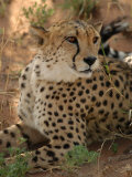 Cheetah  Nambia Africa