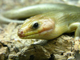 Broadheaded Skink  Eumeces Laticeps