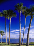 Sable Palm Along Riverside Drive  Port Orange