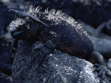 Marine Iguanas  Amblyrhynchus Cristatus