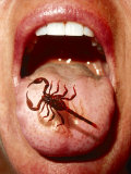 Scorpion on Tongue