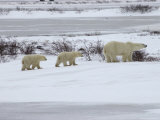 Polar Bears in Churchill  Manitoba