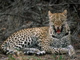 Leopard  Panthera Pardus  Londolozi Game Reserve