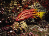 Streamer Hogfish  Bodianus Diplotaenia