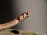 Northern Brown Snake  Storeria Dkayidekayi