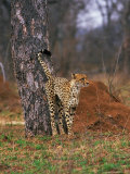 Cheetah  Acinonyx Jubatus  Londolozi Game Reserve