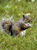 Grey Squirrel Holding a Piece of Food