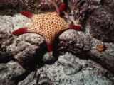 Panamic Cushion Star  Pentaceraster Cumingi