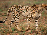 Cheetah  Acinonyx Jubatus  Londolozi Game Reserve