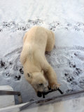 Polar Bear  Ursus Maritimus Chews on Tundra Buggy