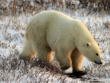 Polar Bear  Ursus Maritimus on Tundra in Churchill