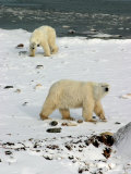 Polar Bear  Ursus Maritimus  Churchill  Manitoba
