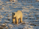 Polar Bear  Ursus Maritimus  Churchill  Manitoba