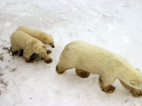 Polar Bear  Ursus Maritimus  Churchill  Manitoba