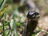 Garter Snake Close-up in Grass  Bothell  WA