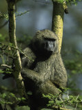 Male Olive Baboon  Papio Anubis