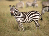 Zebras  Ngorongoro Crater  Africa