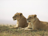 Lions  Ngorongoro Crater  Africa