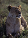 African Lion  Panthera Leo