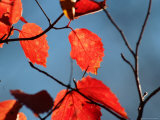 Autumn Colors at Lake of the Woods  Ontario  Canada