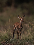 Impala Body  Aepyceros Melampus