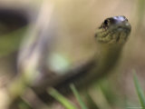 Garter Snake Close-up in Grass  Bothell  WA