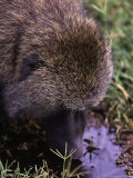 Olive Baboon  Papio Anubis