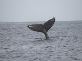Whale's Tail- Maui  Hawaiian Islands