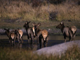 Elk in Pond  Cervus Canadensis  CO