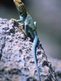 Colored Lizard on Rock