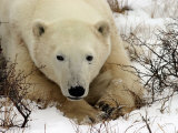 Polar Bear  Ursus Maritimus on Tundra in Churchill