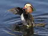 Mandarin Duck Wing Flapping