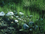 Baja  Mexico  Rocks at Edge of Stream