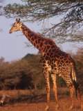 Giraffe  Giraffa Camelopardalis