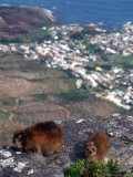 Rock Hyrax  Procavia Capensis  Table Mountain