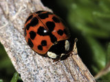 Lady Bug  Coccinellidae