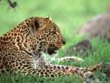 Kenya  Africa  Leopard  Panthera Pardus
