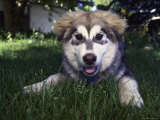 A Husky Puppy