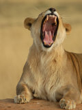Lion Roaring  Namibia  South Africa