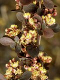 Barberry