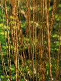 Salix Daphnoides (Violet Willow)  Close-up of Brownish Red Shoots