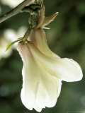Magnolia Cylindrica  Close-up of White Flower with Pink Shading