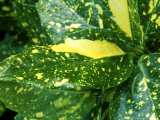 Spotted Laurel