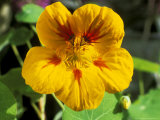 Tropaeolum Jewel (Nasturtium)