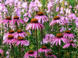 Pink Summer Border  Echinacea (Coneflower) and Sidalcea Malviflora "Elsie Heugh" (Checkerbloom)