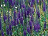 Veronica Spicata