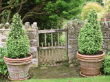 Small Wooden Gate in Stone Wall  with Cone Buxus (Box) Topiary in Containers