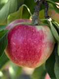 Rosy Red Apples (Malus) Against the Leaves